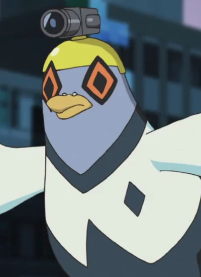 Pigeon