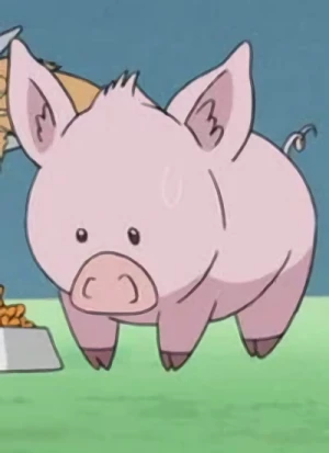 Pig-Berus