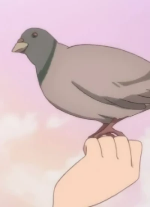 Pigeon